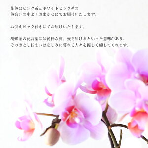 お供えテーブル胡蝶蘭風呂敷包みお供え仕様蝶蘭送料無料【産地直送】【同梱不可商品】お供えお盆盆花初盆お彼岸花命日初七日一周忌三回忌周期法要仏壇お供え
