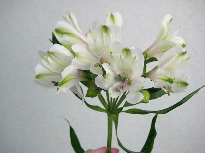 楽天市場 アルストロメリア 白 フィネッセ Wなど 5本 切花 生け花 花材 プリティ マーメイド 楽天市場 アルストロメリア 白 フィネッセ Wなど 5本 切花 生け花 花材 プリティ マーメイド