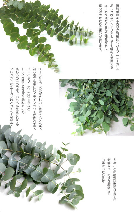 楽天市場 エダモノユーカリ香り 銀世界 グニユーカリなど 5本 切花 切り花 生け花 花材 インテリア ドライフラワー ウエディング プリティ マーメイド