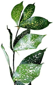 t nm SbhZtBA|i 5{ ؉   ԍ