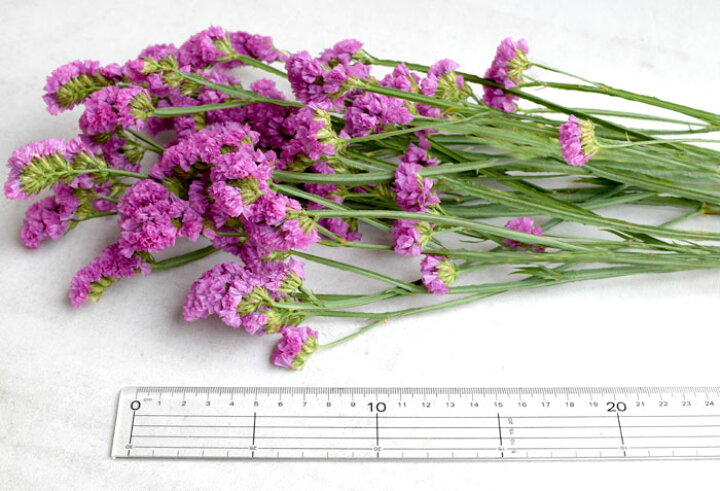 楽天市場 スターチス フラッシュピンクなど 5本 切花 生け花 ハーバリウム花材ドライフラワーに最適 プリティ マーメイド