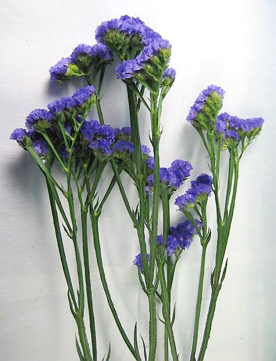 楽天市場 スターチス サンデーバイオレットなど 5本 生花からドライフラワー ハーバリウム花材 切花 切り花 生け花 花材 プリティ マーメイド