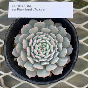 GPxA ysEB[@^NXp zP[XЎq c@