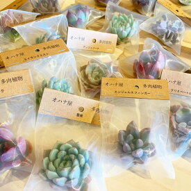 袋入り多肉 品種名付き 10個セット 国産カット苗　ギフトにも