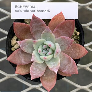 GPxA yR[^@ufBeBz P[XЎq c@