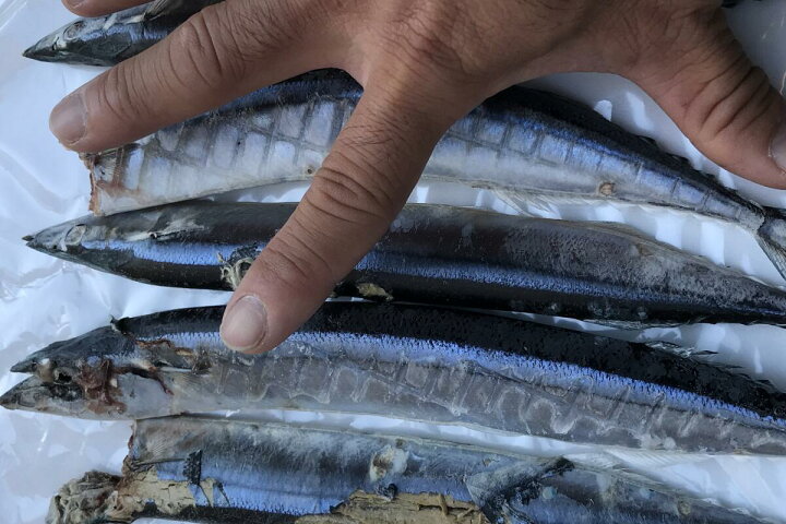 楽天市場 釣り餌用 訳あり 冷凍さんま1kg 瀬戸内の珍味 網元大将 楽天市場 釣り餌用 訳あり 冷凍さんま1kg 瀬戸内の珍味 網元大将