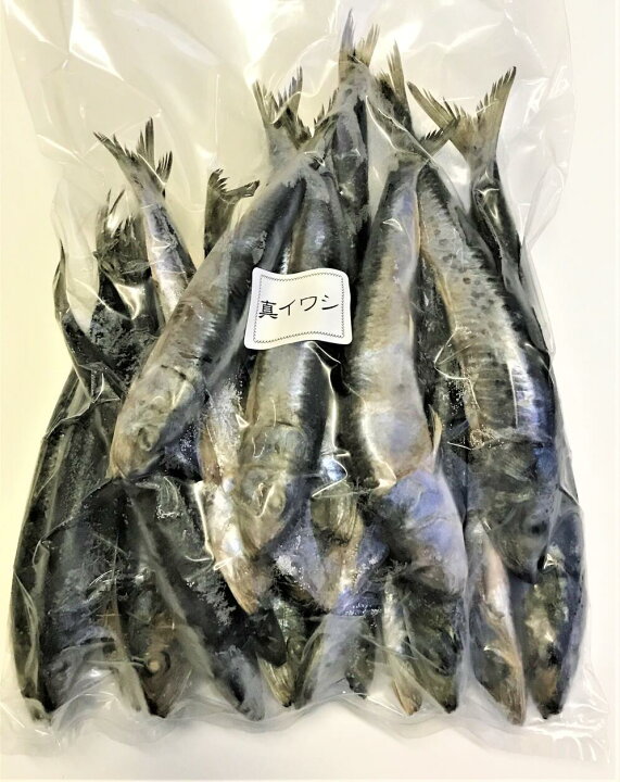 楽天市場 三陸沖産 真いわし1kｇ 冷凍 大羽 約15 ｃｍ 要加熱 生食不可 瀬戸内の珍味 網元大将