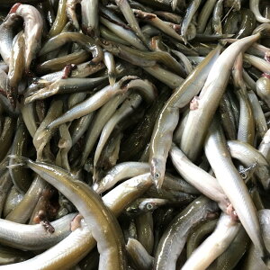 生 いかなご 食品の人気商品 通販 価格比較 価格 Com