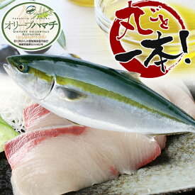 【年末予約】「鮮魚」讃岐のオリーブハマチ（養殖）1本
