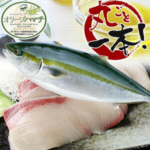 「鮮魚」讃岐のオリーブハマチ(養殖)