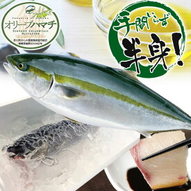 ＼早割クーポン：1500円OFF 11/25まで／【年末予約】「鮮魚」讃岐のオリーブハマチ半身（養殖）約8〜10人前