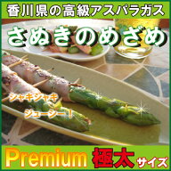 グリーンアスパラガス「さぬきのめざめ」極太サイズ（2L〜3L） チルド郵　/ asupara あすぱら アスパラガ…