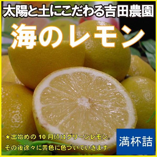 ビタミンCとクエン酸で超回復 吉田農園の 海のレモン 約500g 超可爱 珍しい 普通便 フルーツ 農家