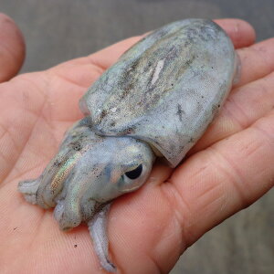 楽天市場 瀬戸内の珍味 魚 いか だんごいか 瀬戸内の珍味 網元大将
