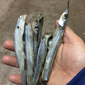 楽天市場 さより 一夜 干しの通販