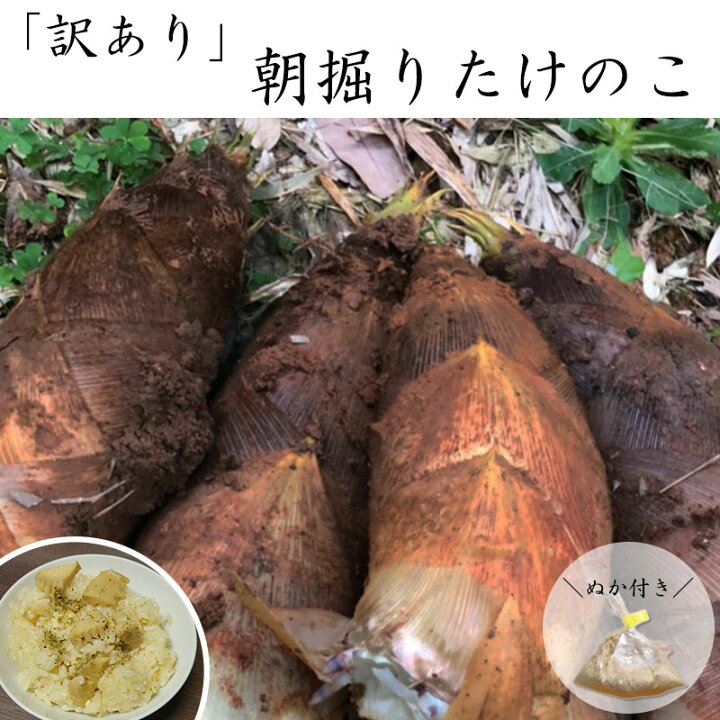 楽天市場】【予約受付】香川県産 【訳あり】 朝掘り「たけのこ」 3kg 