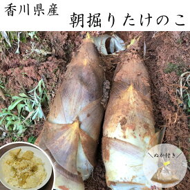 ＼予約受付：たけのこ歴30年農家さんが厳選／香川県産 朝掘りたけのこ ぬか付き 【4月中～下旬頃より順次出荷予定　農予冷　/ 筍 たけのこ料理 タケノコご飯 ギフト 贈答品 アク抜き 竹の子 野菜 旬の野菜 産地直送 朝掘り 国産タケノコ 業務用 産地直送 新物