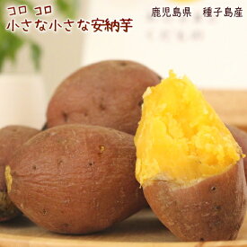 【予約・2024年10月頃】小さな安納芋1.5kg 訳あり お試し ご家庭用さつまいも 鹿児島県 種子島産