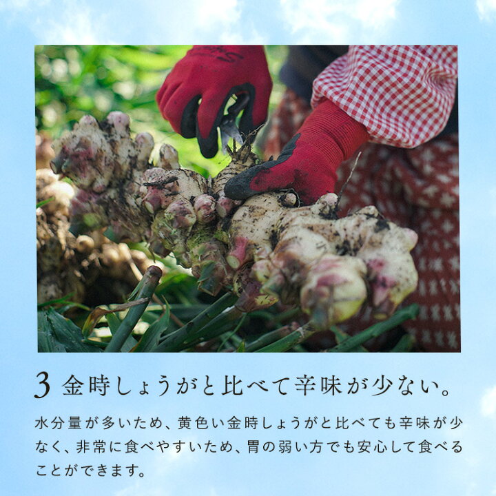 2040円 今ならほぼ即納! 金時生姜パウダー 粉末 100% 500g 金時ショウガ ジンジャーパウダー 2040円 今ならほぼ即納! 金時生姜パウダー 粉末 100% 500g 金時ショウガ ジンジャーパウダー