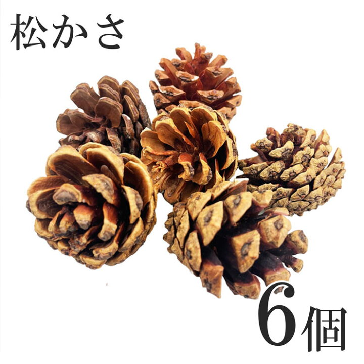 楽天市場】【20左-1】松かさ ナチュラル 6個入り 3cm 3.5cm 松ぼっくり 