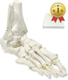 KIYOMARU ビヨーンと伸びて自在に動かせる足骨模型 理学療法士監修 足関節模型 人体模型 骨模型 伸縮コード 足模型 右足 可動