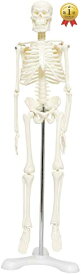 monolife 人体骨格模型 骨格標本 稼動 直立 スタンド 教材 45cm 1/4 モデル (ホワイト 台座・三つ足)