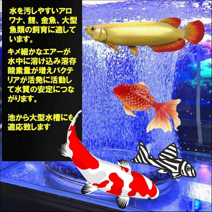 楽天市場】エアーリング 水槽 魚 池 アクアリウム 錦鯉 金魚 熱帯魚 