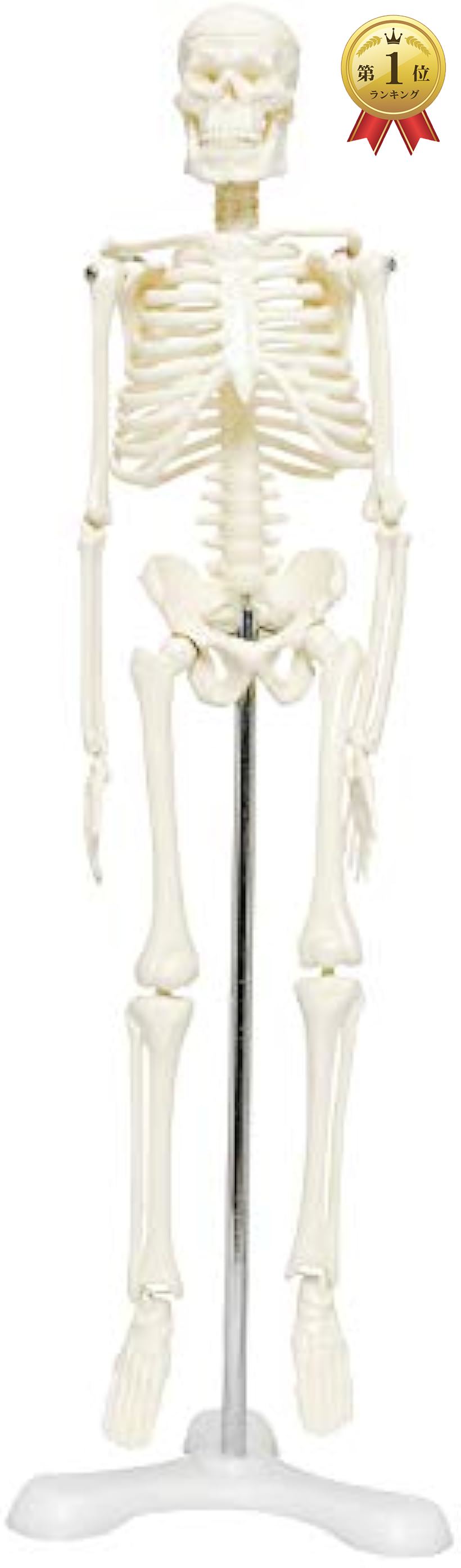 《週末限定タイムセール》 MONOLIFE 人体骨格模型 骨格標本 稼動 直立 スタンド 供え 教材 三つ足 ホワイト モデル 4 台座 1 45cm