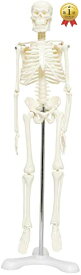 楽天市場 人体 骨格模型の通販