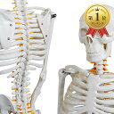 【楽天ランキング1位入賞】人体骨格模型 骨格標本 稼動 直立 スタンド 教材 85cm 1/2 モデル ホワイト 台座・四角(ホ…