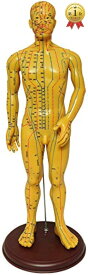 monolife 人体模型 ツボ 針灸 鍼灸経穴模型 経絡 モデル 整体 マッサージ 学習用 52.5cm (男性)