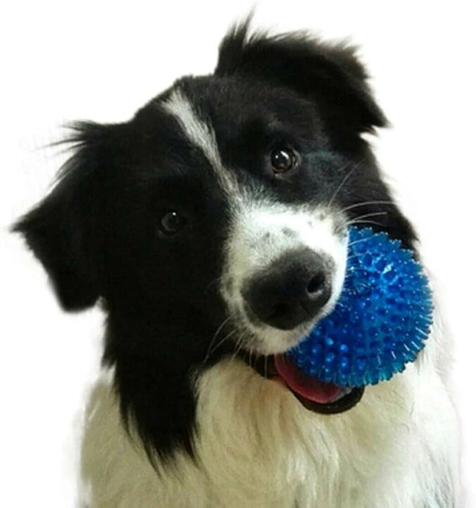 楽天市場 楽天ランキング1位入賞 犬 遊び道具 ボール 6cm 2個セット 大型犬 おもちゃ 噛む 小型犬 ペット 歯磨き 天然素材 跳ねる ブルー ブルー S 6cm Ohstore