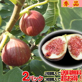 馬場さん家の朝穫りいちじく【秀品】無花果！2パック入り♪2個以上ご注文で送料無料！朝収穫した生イチジクをその日のうちに出荷 完熟いちじく【新鮮】【クール便配送】 贈り物 プレゼント ギフト 敬老の日 白いちじく よりバランスの良い甘み！