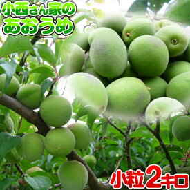 【小粒】小西さん家の青梅 南高梅 2kg【ちょっと訳あり】Mサイズ以下！（M/S寸） 小玉 和歌山産 数量限定 紀州 南高梅(梅酒・梅シロップ用) 送料無料（北海道・沖縄を除く）青うめ あおうめ 生梅 2025年度産 産地直送