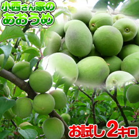 青梅 【お試し】小西さん家の青梅 南高梅 2kg【ちょっと訳あり】2025年度産 【産地直送/お取り寄せ】和歌山産 数量限定 M〜3Lサイズ不全別 (梅酒・梅シロップ用) 送料無料（北海道・沖縄は除く）あおうめ 青うめ 生梅