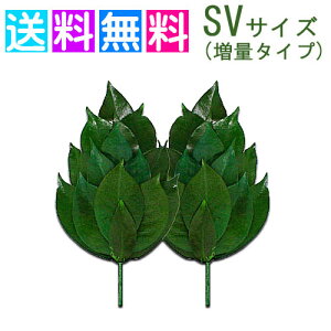 _I t  vU[uht[  d _I _   { OgY  SVTCY ʃ^Cv