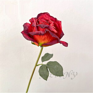 10{Zbg tFCNt[  ԑ t[AWg [Yu[P  u[P KN [Y o CeAt[ A[eBtBVt[ CeA EFJXy[X