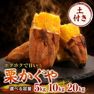 栗かぐや 土付き さつまいも かぐや金時 2026年度産 新芋 宮崎県産 送料無料 5kg 10kg 20kg S M L 2L サ…