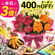 ＼緊急配布★400円クーポン／ 敬老の日 ギフト プレゼント まだ間に合う 人気 花 生花 鉢植え 鉢花 カラ…