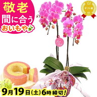 ＼まだ間に合う！300円クーポン／ 敬老の日 ギフト プレゼント まだ間に合う 人気 花 生花 鉢植え 鉢花 …