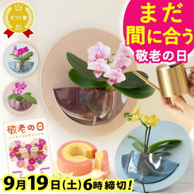 ＼まだ間に合う！300円クーポン／ 敬老の日 ギフト プレゼント まだ間に合う 人気 花 生花 鉢植え 鉢花 胡蝶蘭 蘭 産地直送 インテリア 雑貨 壁掛け かわいい スイーツ お菓子 洋菓子 花とお菓子 60代 70代 80代 90代 おじいちゃん おばあちゃん 孫 送料無料 おいもや