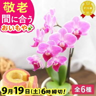 ＼まだ間に合う！300円クーポン／ 敬老の日 ギフト プレゼント まだ間に合う 人気 花 生花 蘭 胡蝶蘭 ミ…