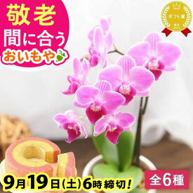 ＼まだ間に合う！300円クーポン／ 敬老の日 ギフト プレゼント まだ間に合う 人気 花 生花 蘭 胡蝶蘭 ミディ 2.5号 洋蘭園 鉢植え フラワーギフト バウムクーヘン スイーツ お菓子 洋菓子 花とお菓子 60代 70代 80代 90代 おじいちゃん おばあちゃん 孫 おいもや