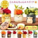 ＼最強翌日配送！／ 誕生日 プレゼント ギフト 人気 花 お祝い 枯れない花 一輪 犬 フラワーアレンジメント バラ スイ…
