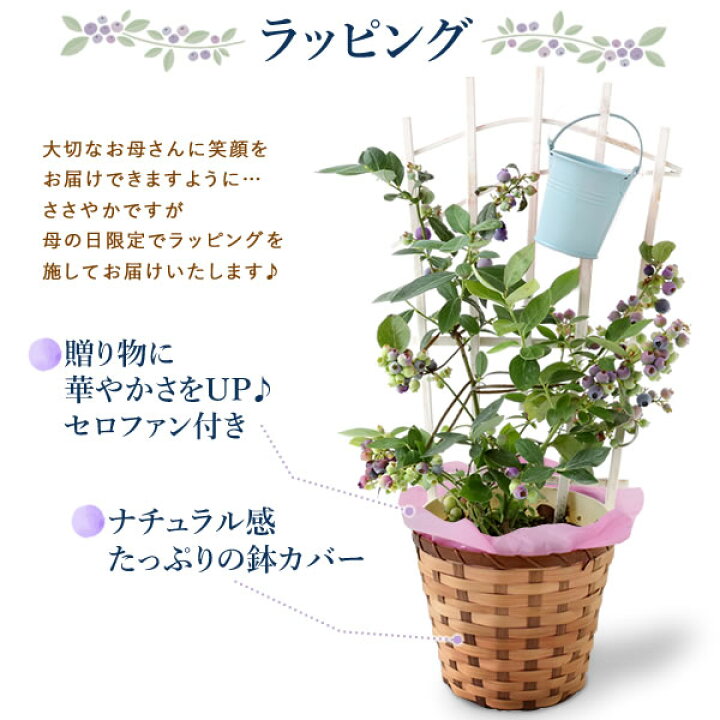 楽天市場 早割 父の日 ギフト プレゼント ブルーベリー 花 生花 アレンジメント 送料無料 スイーツ お菓子 ギフトセット 静岡 おいもや
