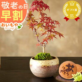＼早割！／ 敬老の日 プレゼント ギフト 早割 花 盆栽 ミニ 鉢植え 紅葉 もみじ 花鉢 観葉植物 ミニ盆栽 手のひら 苔盆栽 苔 おしゃれ どら焼き 送料無料 スイーツ お菓子 和菓子 メッセージカード おいもや