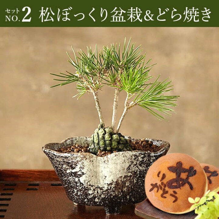 楽天市場 敬老の日 プレゼント 敬老の日ギフト 花 ミニ盆栽 盆栽 松 和菓子 鉢植え 生花 花鉢 おしゃれ インテリア 室内 送料無料 敬老の日プレゼント スイーツ お菓子 ギフト 静岡 おいもや