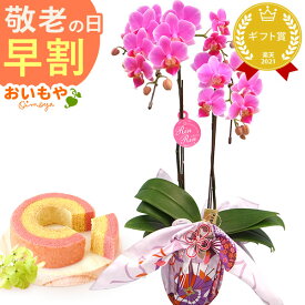 ＼早割7日まで！今ならP3倍／ 敬老の日 ギフト プレゼント 早割 人気 花 生花 鉢植え 鉢花 胡蝶蘭 コチョウラン 蘭 ラン フラワーギフト 苺バウム スイーツ お菓子 洋菓子 花とお菓子 60代 70代 80代 90代 おじいちゃん おばあちゃん 孫 孫から 送料無料 おいもや
