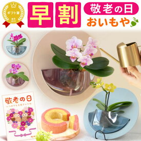 ＼早割！／ 敬老の日 ギフト プレゼント 花 生花 鉢植え 鉢花 胡蝶蘭 蘭 産地直送 インテリア 雑貨 壁掛け かわいい スイーツ お菓子 洋菓子 花とお菓子 60代 70代 80代 90代 おじいちゃん おばあちゃん 孫 孫から 送料無料 おいもや