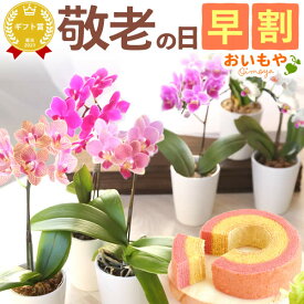 ＼早割！／ 敬老の日 プレゼント ギフト 早割 花 蘭 胡蝶蘭 ミディ 2.5号 インテリア 選べる 6種 産地直送 洋蘭園 バウム 苺バウム 送料無料 スイーツ お菓子 洋菓子 メッセージカード おいもや